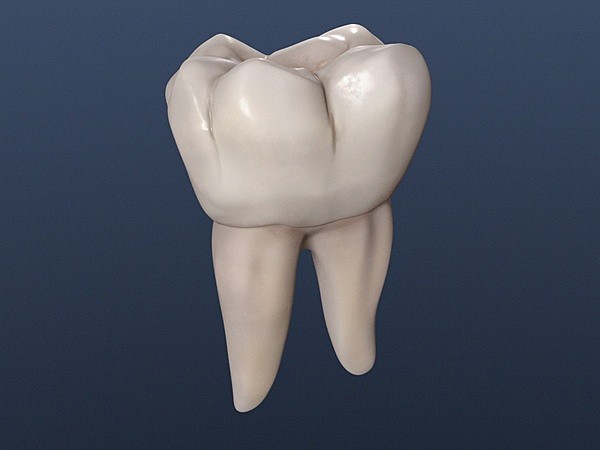 molar inferior